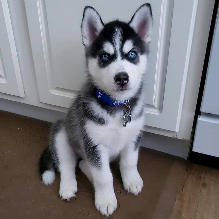 Black,White Husky baby price in India