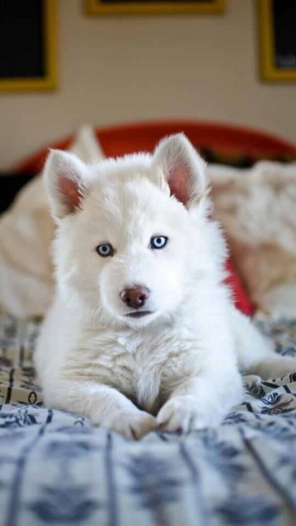 Siberian Husky Price in India