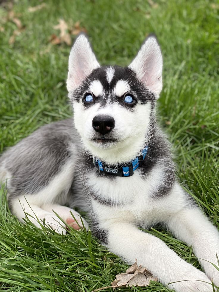Black,White Husky baby price in India