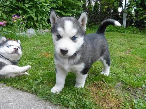 Siberian Husky Price in India