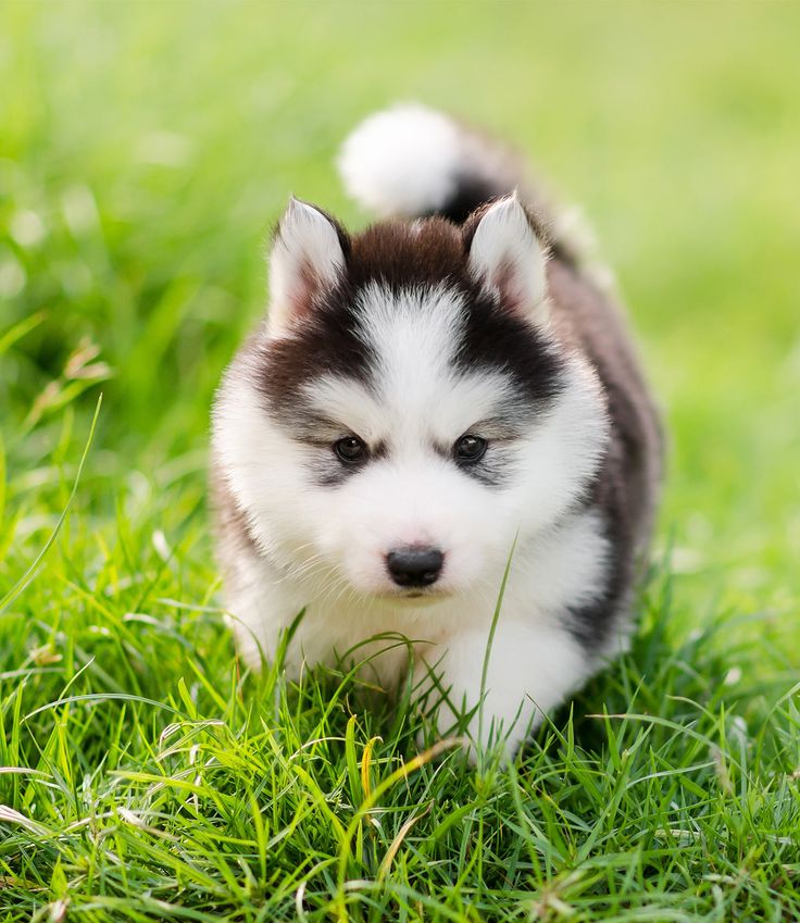 Black,White Husky baby price in India