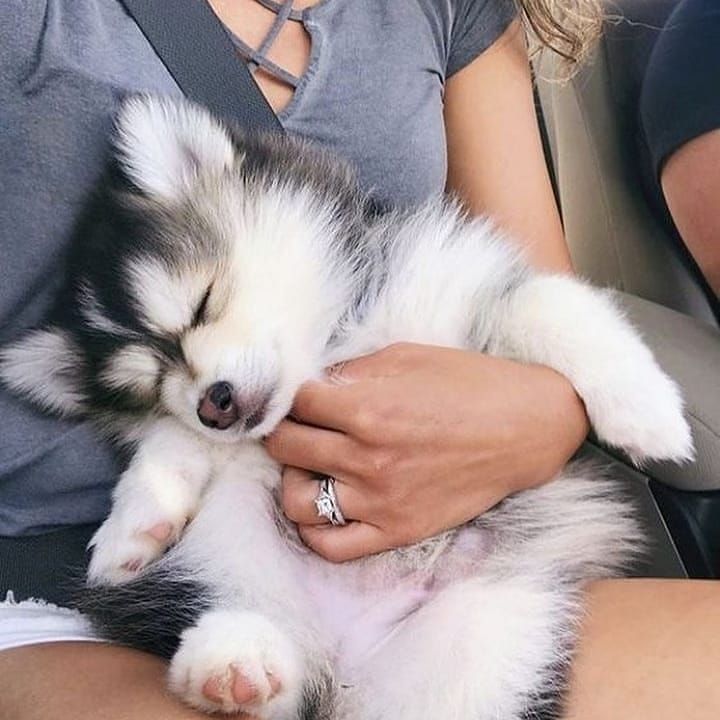 Black,White Husky baby price in India