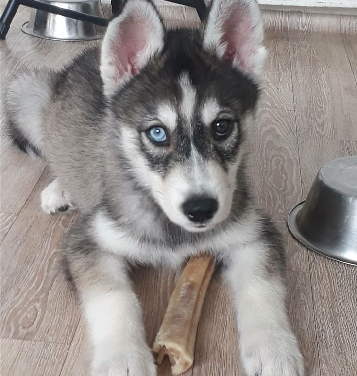 Black,White Husky baby price in India