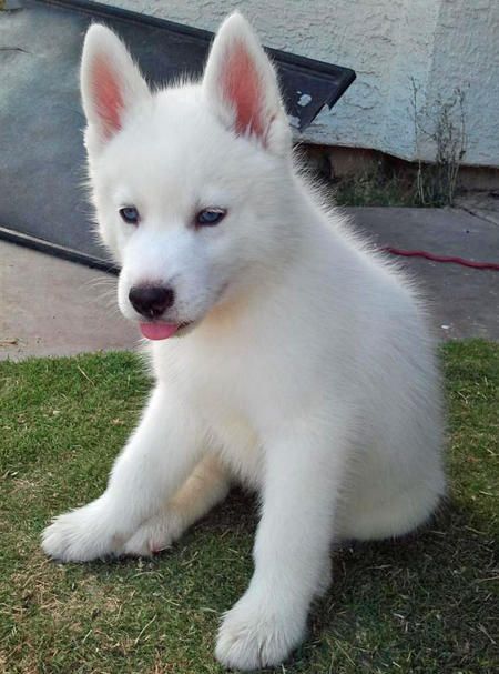 Siberian Husky Price in India