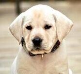 Labrador dog puppy 11 Labrador dog puppy 11