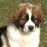 Saint Bernard price in Siliguri 55 Saint Bernard price in Siliguri 55