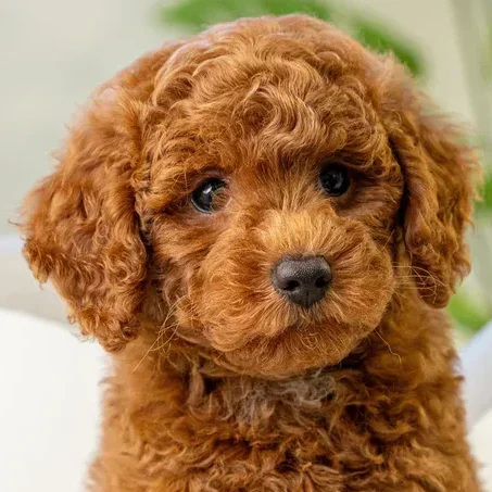 Discovering_the_World_of_Poodles Discovering_the_World_of_Poodles