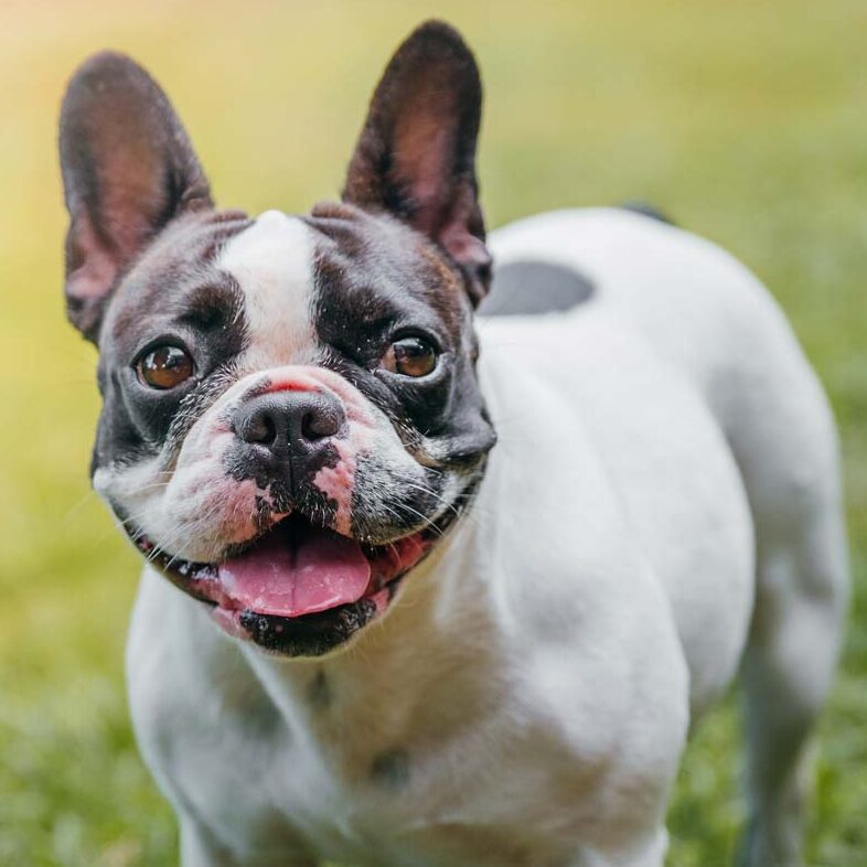 EV_BLOG_FrenchBullDogs_Header EV_BLOG_FrenchBullDogs_Header